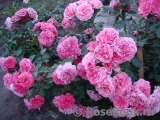 Rosarium Uetersen Rosarium Uetersen