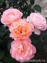 Rosemary Harkness Rosemary Harkness
