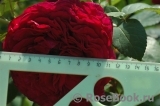Rose des 4 Vents Rose des 4 Vents