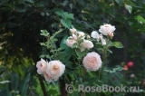 Crocus Rose® Crocus Rose®
