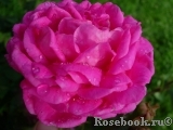 Marie Louise Marie Louise