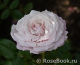 Kordes' Rosenfaszination ® Kordes' Rosenfaszination ®