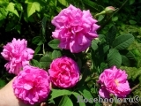 Marie Louise Marie Louise