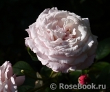 Kordes' Rosenfaszination ® Kordes' Rosenfaszination ®