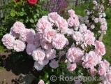 Home & Garden Home & Garden