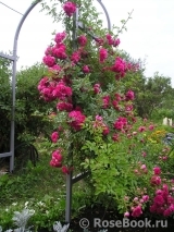 Excelsa Excelsa