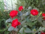 Black Forest Rose ® Black Forest Rose ®