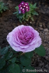 Lavender Ice Lavender Ice