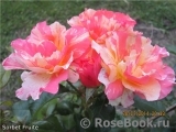 Sorbet Fruite Sorbet Fruite