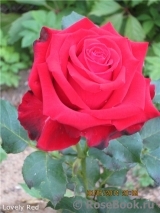 Lovely Red Lovely Red