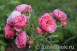 Pomponella Pomponella