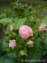 Bouquet de Mariee