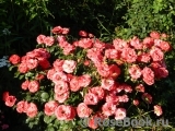 Planten un Blomen® Planten un Blomen®
