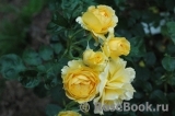 Sommergold ® Sommergold ®