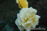 Sommergold ® Sommergold ®