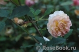 Rose de Gerberoy ® Rose de Gerberoy ®