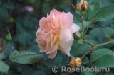 Rose de Gerberoy ® Rose de Gerberoy ®