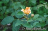 Rose de Gerberoy ® Rose de Gerberoy ®