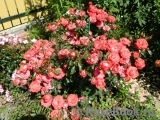 Planten un Blomen® Planten un Blomen®