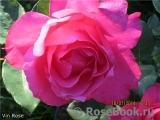 Vin Rose Vin Rose