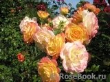 Gartenspass ® Gartenspass ®