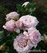 Kordes' Rosenfaszination ® Kordes' Rosenfaszination ®