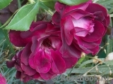 Burgundy Ice Burgundy Ice
