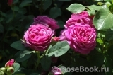 Heidi Klum Rose Heidi Klum Rose