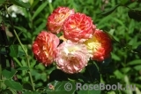Gartenspass ® Gartenspass ®