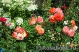 Gartenspass ® Gartenspass ®