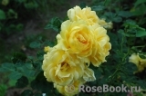 Sommergold ® Sommergold ®
