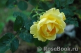 Sommergold ® Sommergold ®