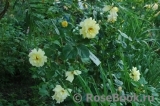 Gardeners Glory Gardeners Glory