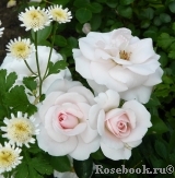 Aspirin Rose Aspirin Rose