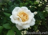 Crocus Rose® Crocus Rose®