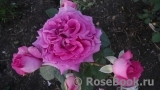 Parfum de Reve Parfum de Reve