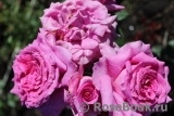 Parfum de Reve Parfum de Reve