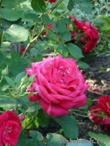 Dame de Coeur Dame de Coeur