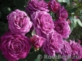Heidi Klum Rose Heidi Klum Rose