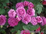 Heidi Klum Rose Heidi Klum Rose