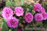 Heidi Klum Rose Heidi Klum Rose