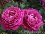 Scent of Woman ® Scent of Woman ®