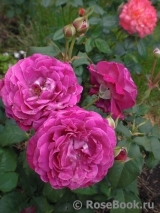 Scent of Woman ® Scent of Woman ®