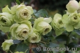 Lovely Green ® Lovely Green ®