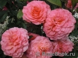 Tickled Pink Tickled Pink