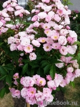 Heavenly Pink Heavenly Pink