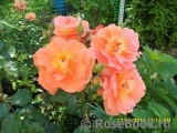 Westerland Westerland