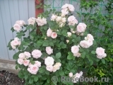 Claire Rose Claire Rose