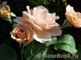 Julia's Rose Julia's Rose