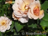 Julia's Rose Julia's Rose